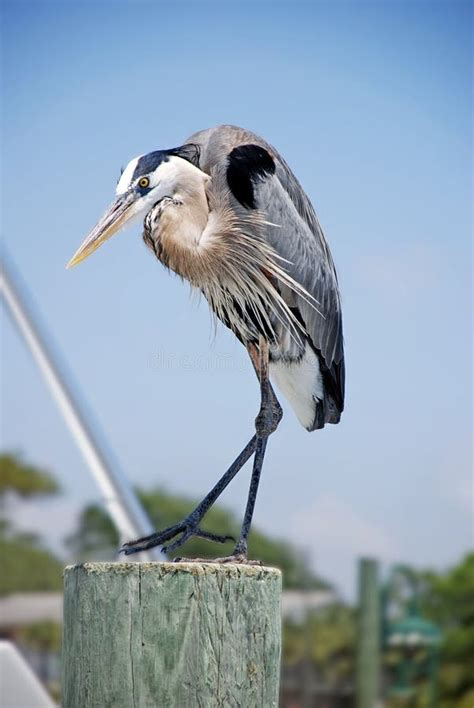 Destin Florida Free Stock Photo Public Domain Pictures