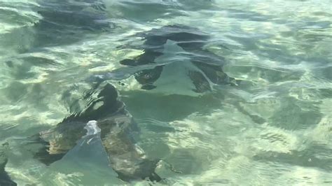 Destin Florida Manta Ray Animals Animales Animaux Animal Animais