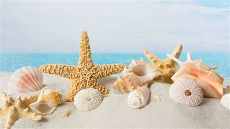 Destin Florida Shelling Guide