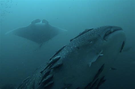 Destin Florida Whale Shark Manta Ray 0000 Layer 7 Get The Coast