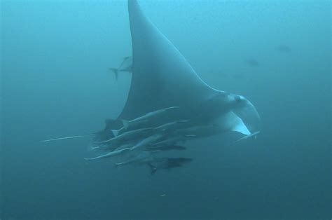 Destin Florida Whale Shark Manta Ray 0004 Layer 2 Get The Coast