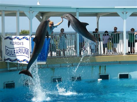 Destin Gulfarium Destin Florida Attractionsdestin Florida Attractions