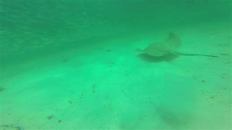 Destin Jetty East Snorkel 7 19 15 40 Foot Visibility Youtube