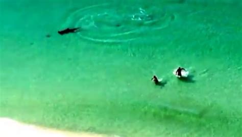 Destin Large Hammerhead Shark Near Miss August 24Th 2014 Youtube