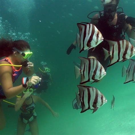 Destin Scuba Diving Snorkeling Emerald Coast Destin