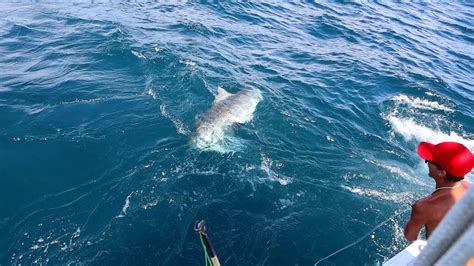 Destin Shark Fishing Aboard Shock N Y All Youtube