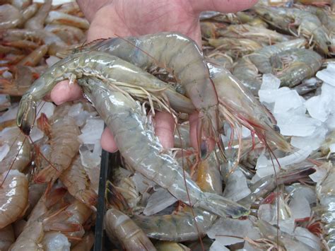 Destin Shrimp Destin Seafood Sexton S Seafood Market