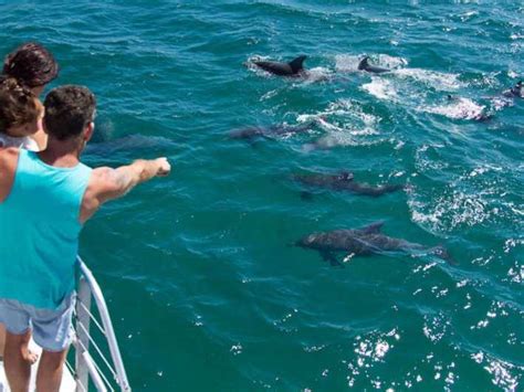 Destin Snorkeling And Dolphin Watching Cruise Getyourguide