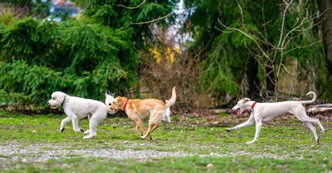 Destin South Walton Dog Parks