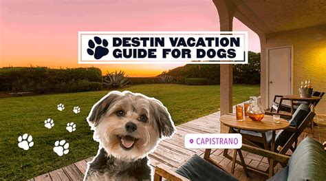 Destin Vacation Guide For Dogs Ocean Reef Resorts