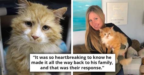 Determined Cat Travels 12 Miles To Find Family That Left Him Behind