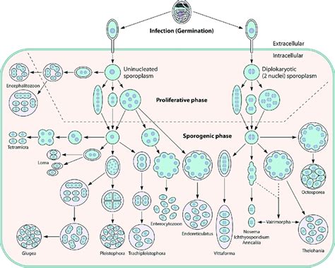 Developmental Life Cycles Of The Microsporidia Spores Germinate And