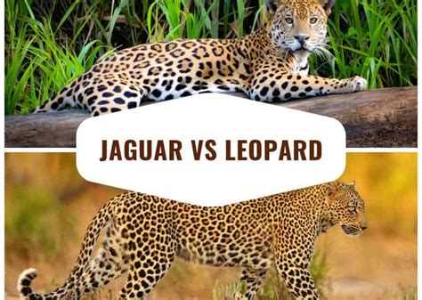 Differences Between Leopard And Jaguar