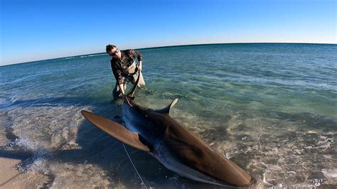 Dinosaur Shark Landed On Beach Shark Fishing Destin Fl 2020 Youtube