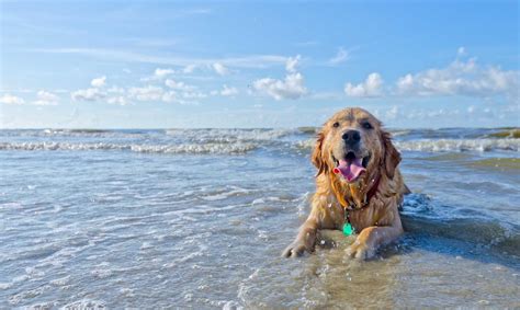 Discover The Best Dog Friendly Beaches In Destin Florida