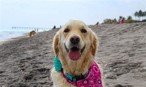 Discover The Best Dog Friendly Beaches In Shawnee Kansas