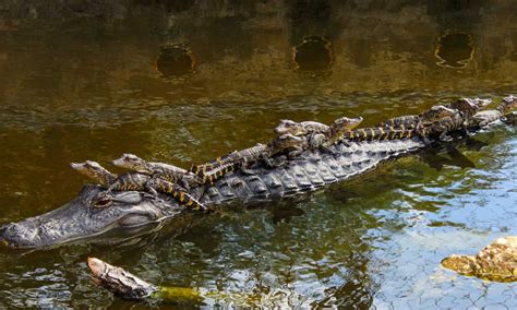 Discover The Reason Alligators Have A Deep And Hollowing Bellow A Z