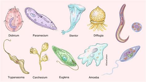 Diseases Caused By Protozoa Symptoms Types Amp Treatment