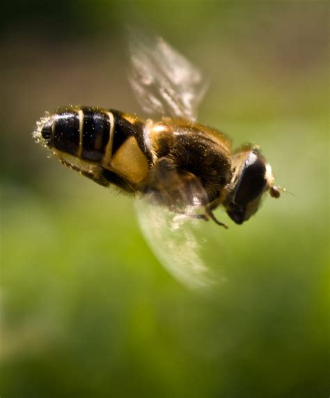 Dive Bomber Honey Bee Caught In Flight In The Garden At La Flickr