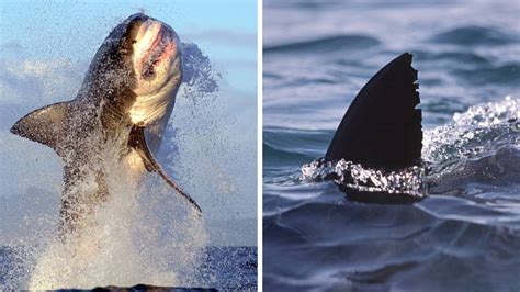 Diver S Head And Shoulders Ripped Off By Great White Shark In First