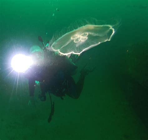 Diving Destin Florida Flickr