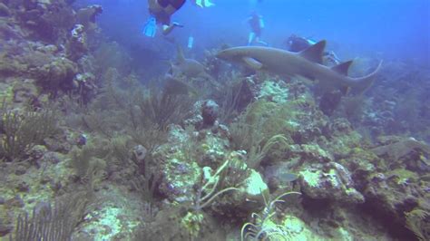 Diving Esmeralda Canyon In Belize Scuba Diving In Belize