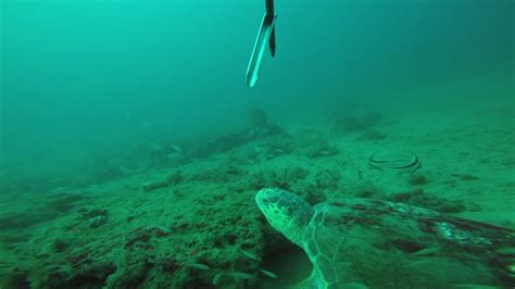 Diving Reefs Off Destin Youtube