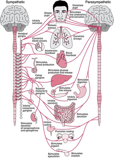 Divisions Of The Autonomic Nervous System Anatomy And Physiology I