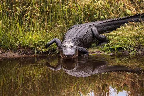 Do American Alligators Attack Dogs 5 Ways To Keep Your Pet Safe A