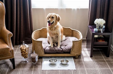 Do Hotels Allow Dogs