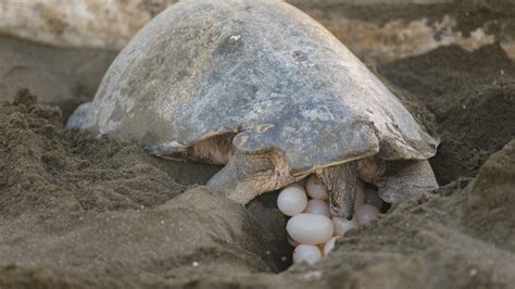 5 Ways Turtles Travel