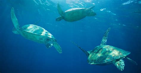 5 Ways Turtles Travel