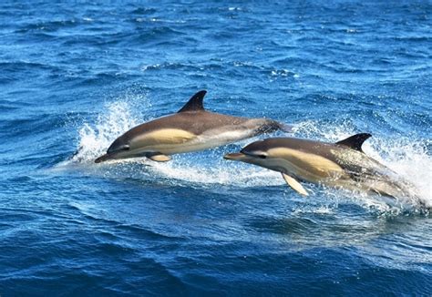 Do You Need Safety Tips For Your Next Dolphin Cruise