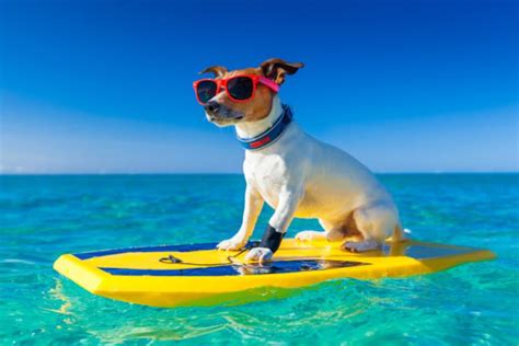 5 Dog Friendly Beaches