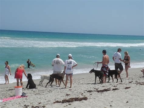 Dog Friendly Beaches In Florida Floridarambler Com