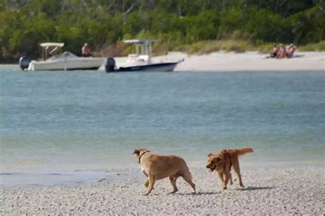 Dog Friendly Beaches In Florida The Florida Guidebook