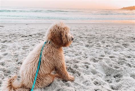 Dog Friendly Beaches Near Me