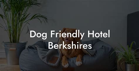 Dog Friendly Hotel Berkshires Dog Hotels