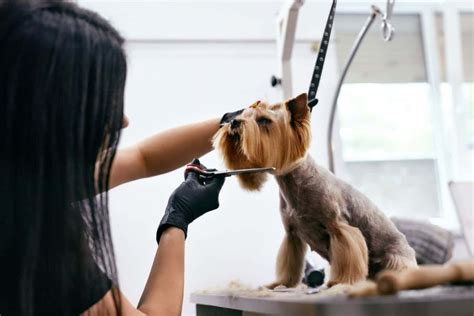 Dog Groomer And Groomers Styling Your Pup To Perfection