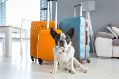 Dog Travel Guide Prepare Your Dog Contact The Airline Meet Requirements