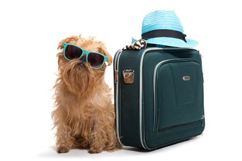 Dog Travel Suitcase Essentials