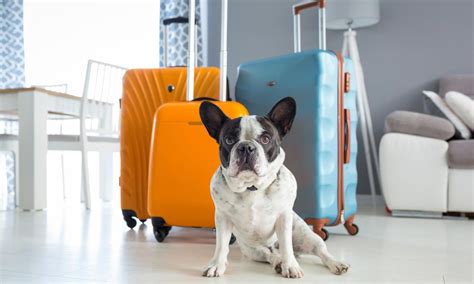 Dog Travel Tips Best Accessories Essentials And Hacks For Your Next