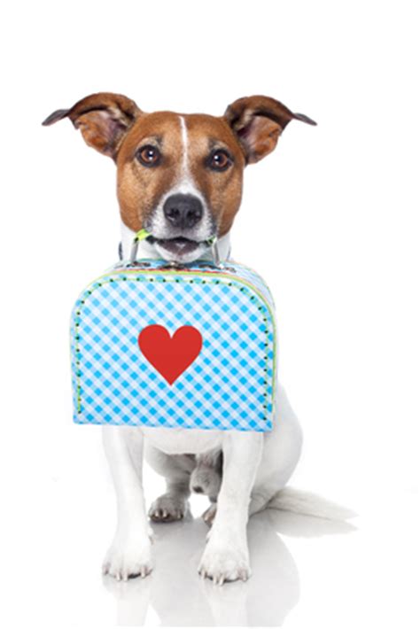 Dog With A Small Luggage With A Big Heart Author Carmen Amato