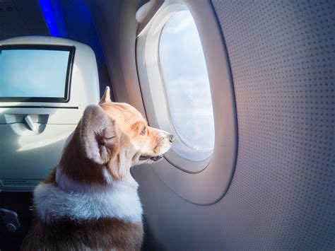 5 Dog Travel Tips