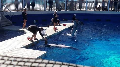 Dolphin Competition Destin Fl Aquarium Youtube