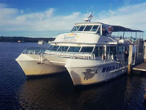 Dolphin Cruise Aquatic Discovery Aussie Bush Camp