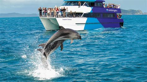 Dolphin Cruise Bay Of Islands Everything New Zealand