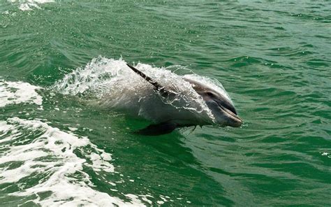 Dolphin Cruise Clearwater And Dunedin Parrotdise Express