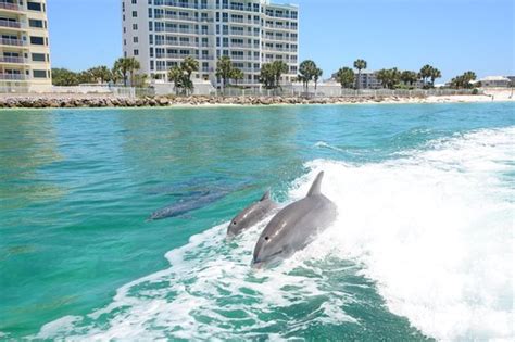 Dolphin Cruise Destin Fl Screaming Eagle Sports