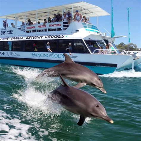 Dolphin Cruise Views Mandurah Cruises